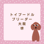 <span class="title">堺市で信頼されるトイプードル専門ブリーダー【CoCo de LuLu】の魅力とは？</span>