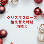 クリスマスローズの地植え・植え替え時期｜庭で増やすコツと注意点