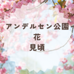 アンデルセン公園の花の見頃と季節別ガイド