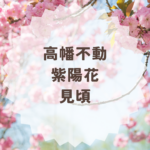 高幡不動の紫陽花見頃はいつ？楽しみ方の解説まとめ