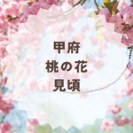 甲府の桃の花の見頃はいつ？名所と回り方まとめ