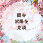 岡寺の紫陽花見頃はいつ？開花時期と参拝情報まとめ