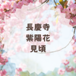 長慶寺の紫陽花の見頃はいつ？見どころと参拝情報まとめ