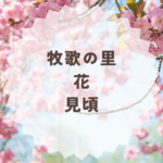 牧歌の里の花見頃はいつ？季節別ガイドまとめ